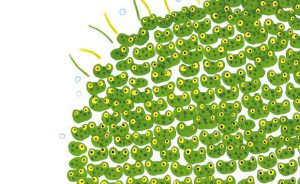 NSV 999 Froschgeschwister Cvr