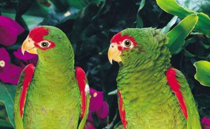 loro lloron©LoroParque