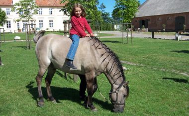 artikelbild gut klein nienhagen