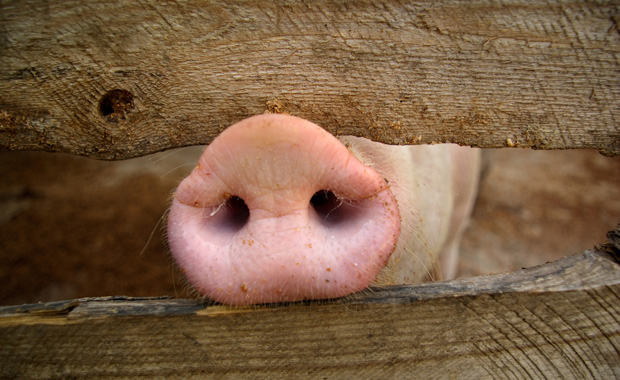 Schwein Kuh Co©Golchener Hof.