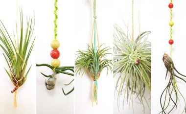 airplants feeistmeinname artikel