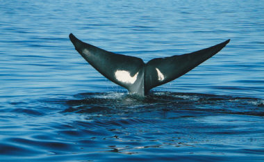 young bluewhale baja california c Frank Blache artikel