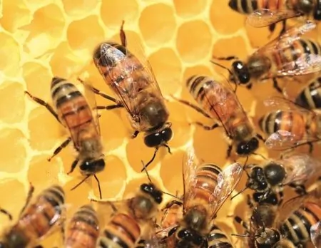 Bienen und unsere Umwelt | Muenchen mit Kind