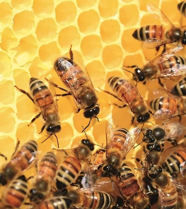 Bienen und unsere Umwelt | Muenchen mit Kind
