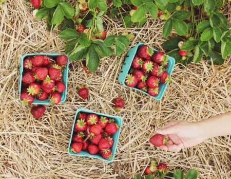 Erdbeeren Stroh Hand | München mit Kind