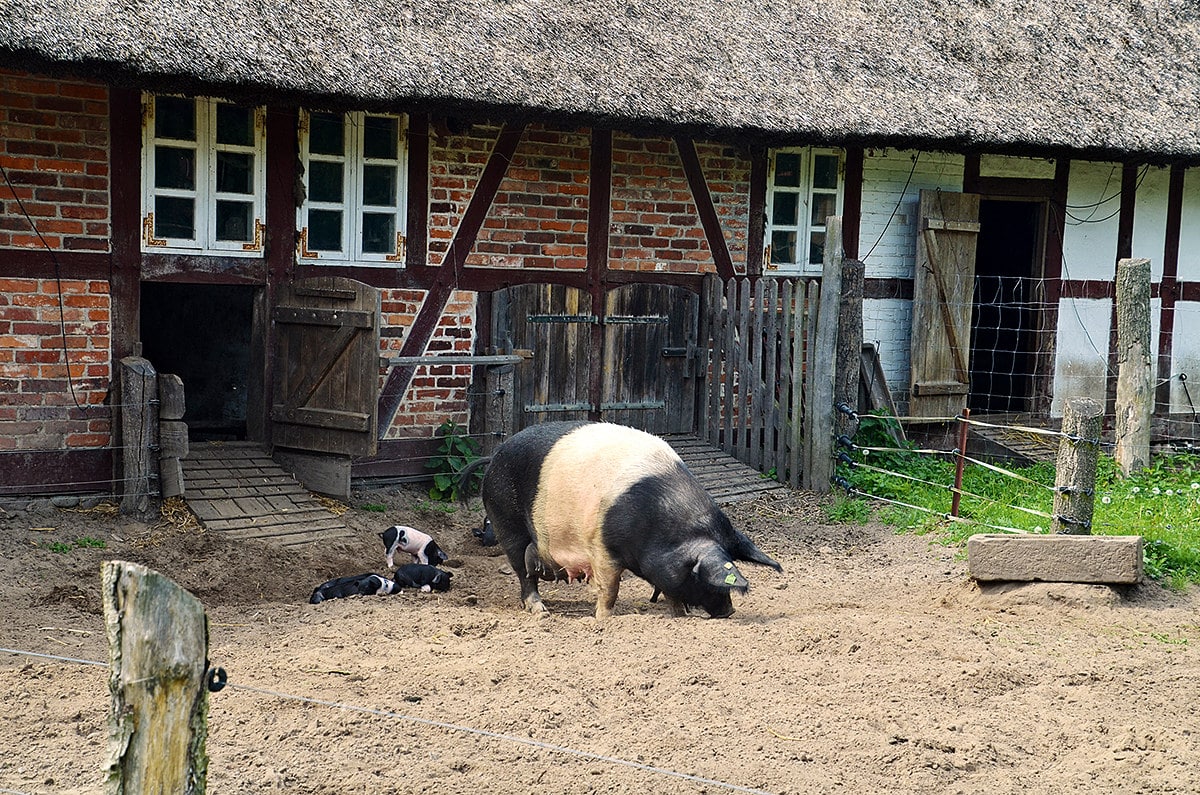 Urlaub an der Ostseeküste mit Kindern: Schwein mit Ferkeln // HIMBEER