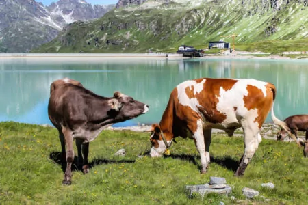 Kühe am See | München mit Kind