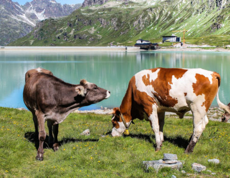 Kühe am See | München mit Kind