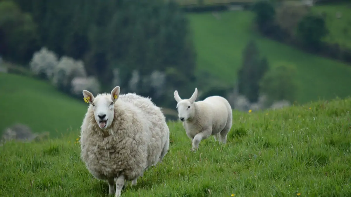 Schafe auf der gruenen Wiese | Muenchen mit Kind
