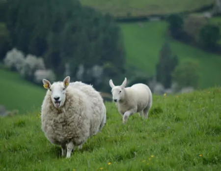 Schafe auf der gruenen Wiese | Muenchen mit Kind