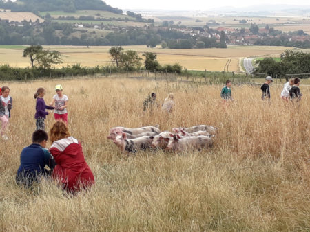 Kinder Schweine Feld Biobauernhof // HIMBEER