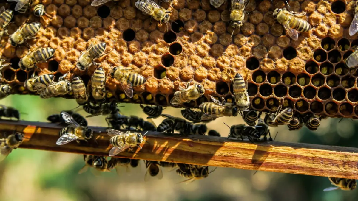 Bienen Waben Bienenschutz // Muenchen mit Kind