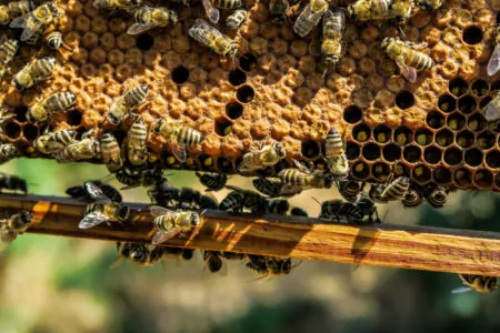 Bienen Waben Bienenschutz // Muenchen mit Kind