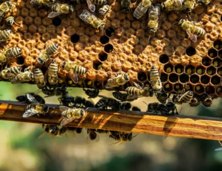 Bienen Waben Bienenschutz // Muenchen mit Kind