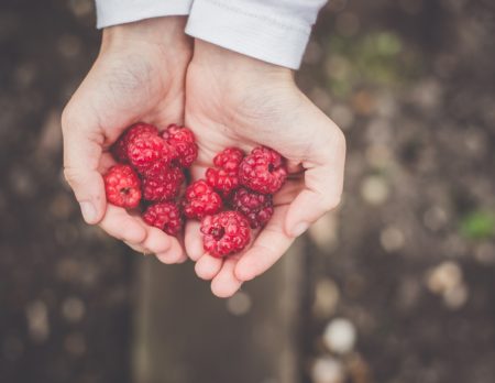 Hand Himbeeren Beerenfelder // HIMBEER