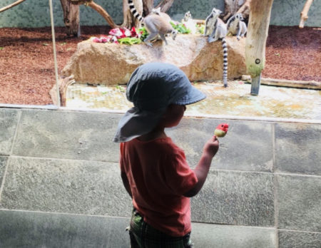 Junge Eis Lemuren Wochenendtipps // Muenchen mit Kind