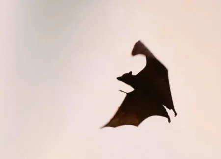 Fledermaus Fledermäuse // Muenchen mit Kind