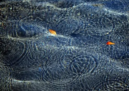 Wasser Wochenendtipps Blatt // HIMBEER