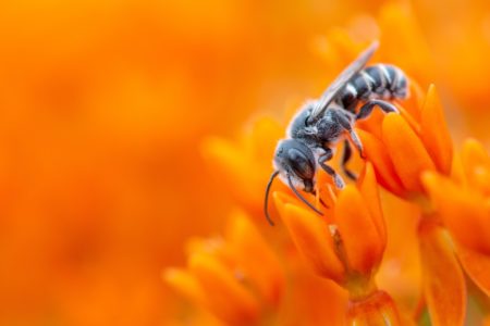 Alles über die Wespe: Wespe im Blumenmeer // HIMBEER