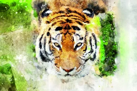 Dschungel-Festival Tiger // HIMBEER