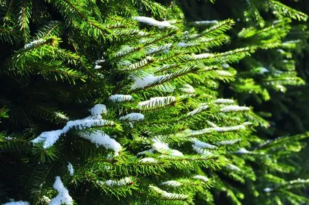 Tanne Weihnachtsbaumschlagen // HIMBEER