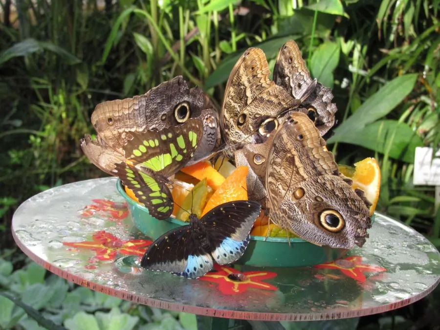 Schmetterlinge Futter Bunt // HIMBEER