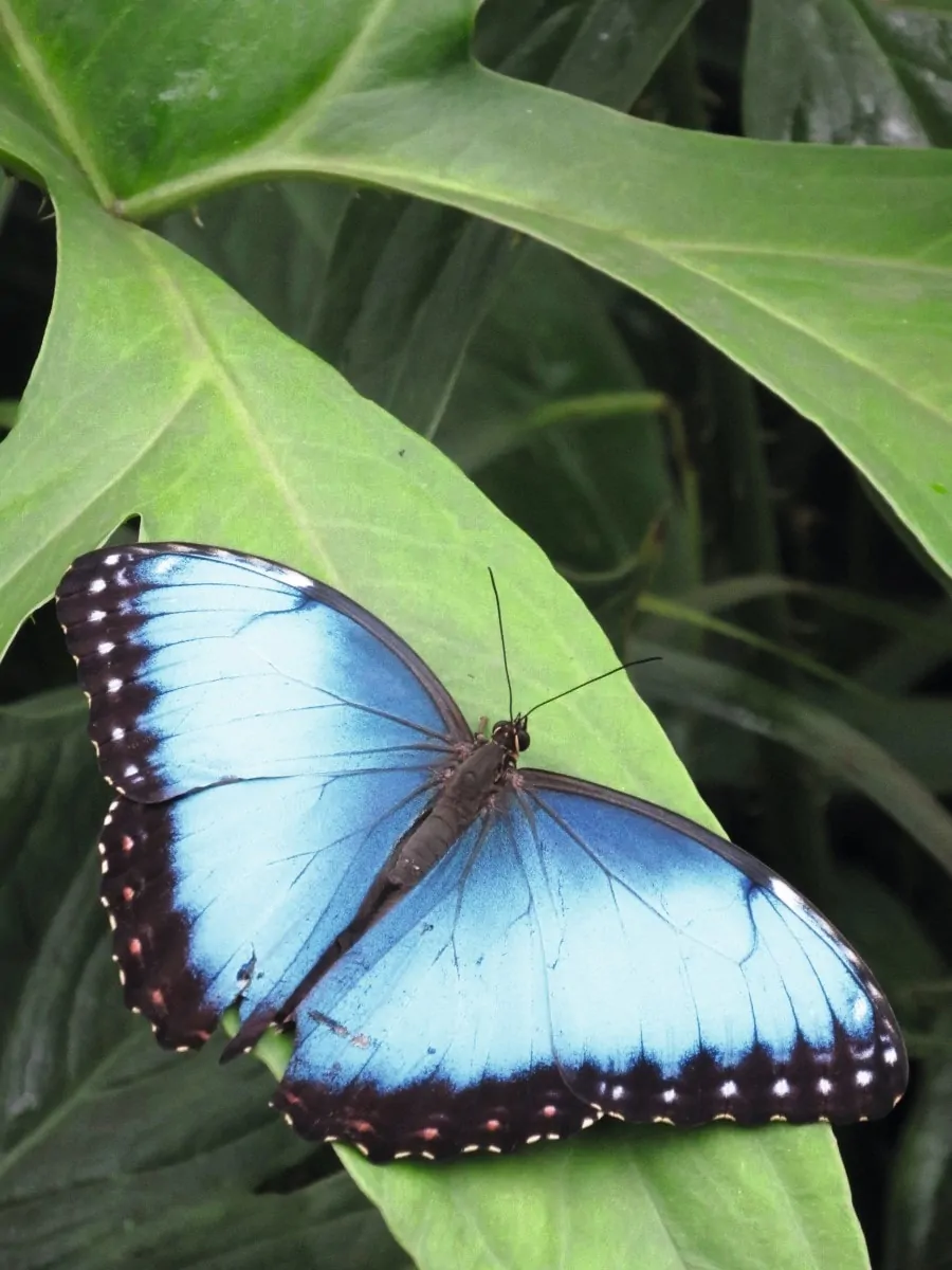 Schmetterlinge Botanischer Garten Zoologische Sammlung // HIMBEER