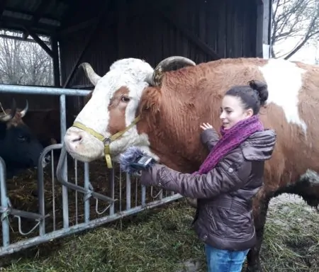 Ochsentherapie, Radio Feierwerk, Lena, Seitenansicht, Ochse, Stall, Kinder im Radio // Münchenm mit Kind