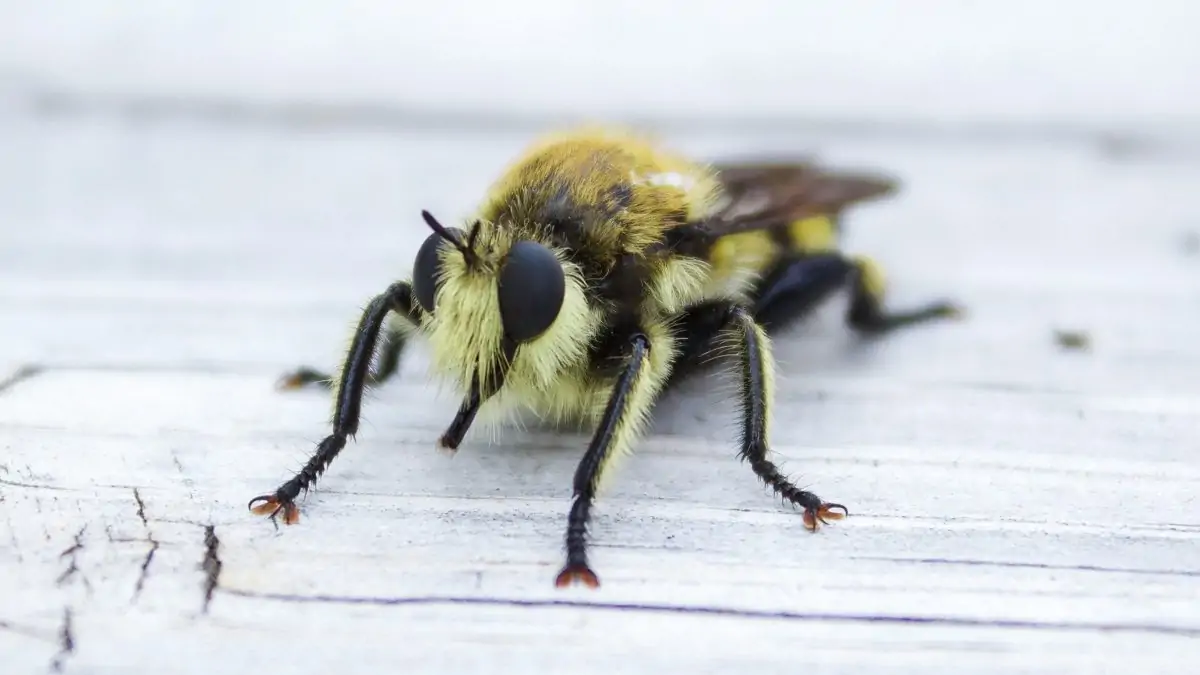 Rettet die Bienen, Volksbegehren, Artenvielfalt, Biene, Closeup // München mit Kind