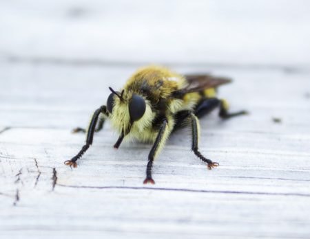 Rettet die Bienen, Volksbegehren, Artenvielfalt, Biene, Closeup // München mit Kind