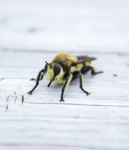 Rettet die Bienen, Volksbegehren, Artenvielfalt, Biene, Closeup // München mit Kind