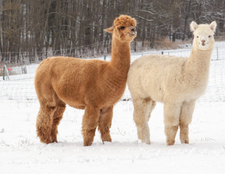 Alpaka und Lama im Schnee