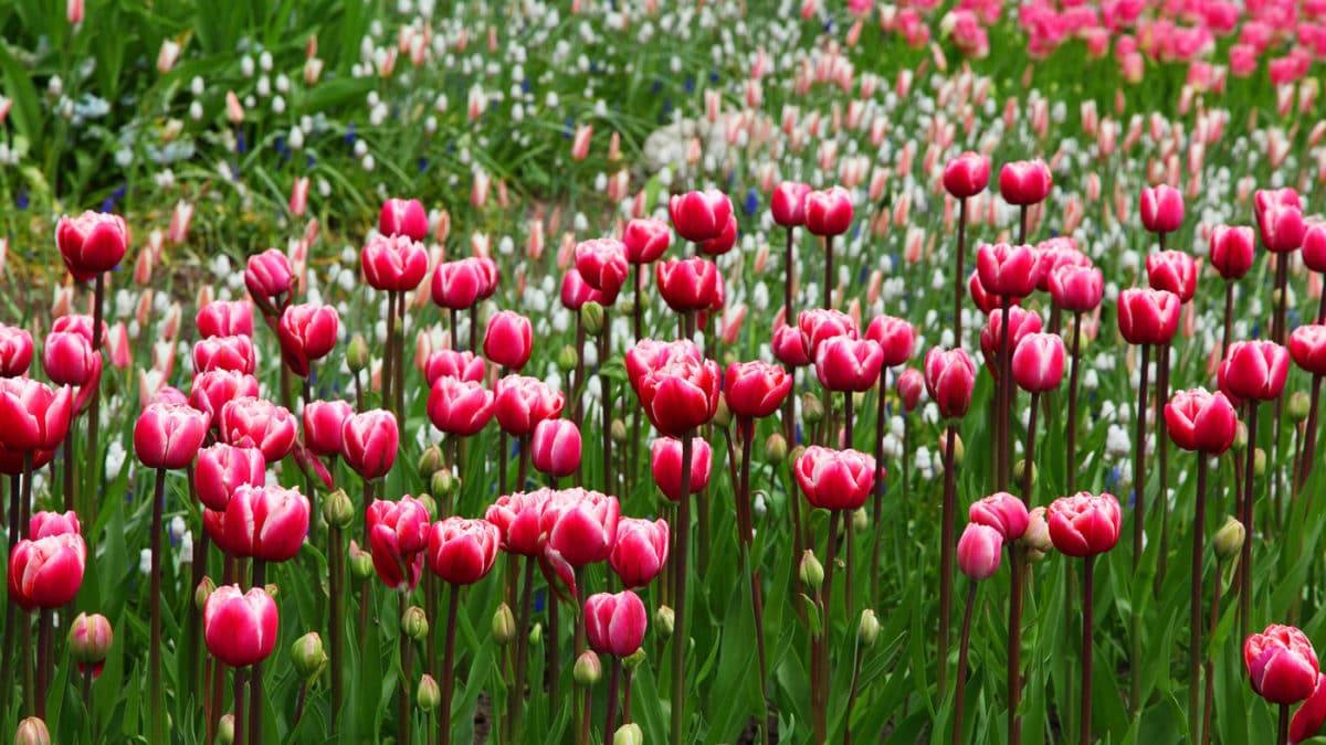 Ab in den Garten – Blühende Tulpen // HIMBEER