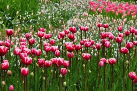 Ab in den Garten – Blühende Tulpen // HIMBEER