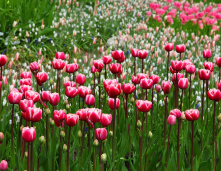 Ab in den Garten – Blühende Tulpen // HIMBEER