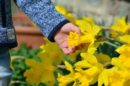 Osterglocken Fruehling Wochenendtipps // Muenchen mit Kind