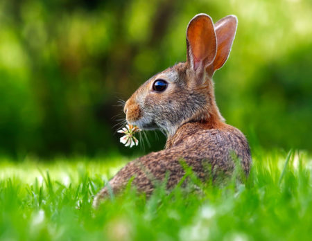 Ist das der Osterhase? // HIMBEER