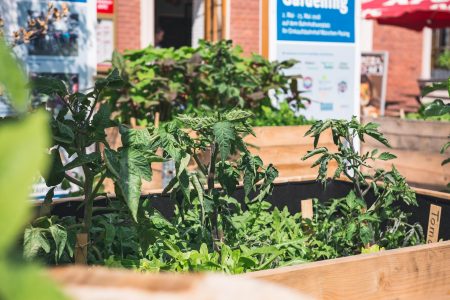 Urban Gardening Pasing Pflanzen // HIMBEER