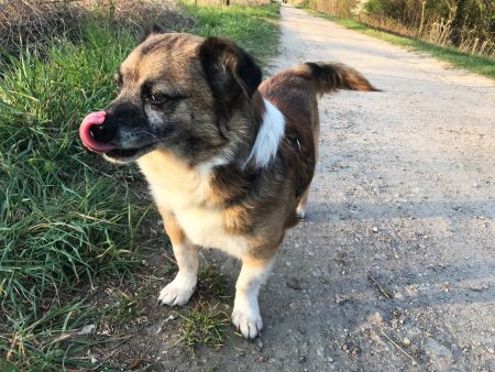 Vaterkolumne HIM im Familienmagazin HIMBEER: Kinder und Haustier Hund // HIMBEER