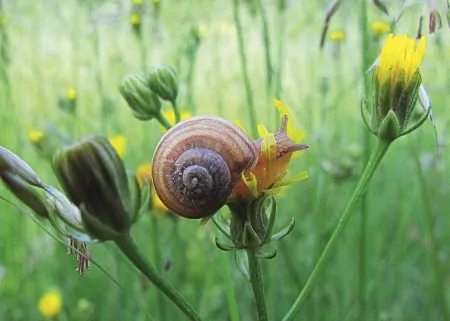 Schnecke Blumen Loewenzahn NAJU // HIMBEER