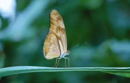 Essen wir in Zukunft Insekten? Biotopia gibt Antworten // HIMBEER