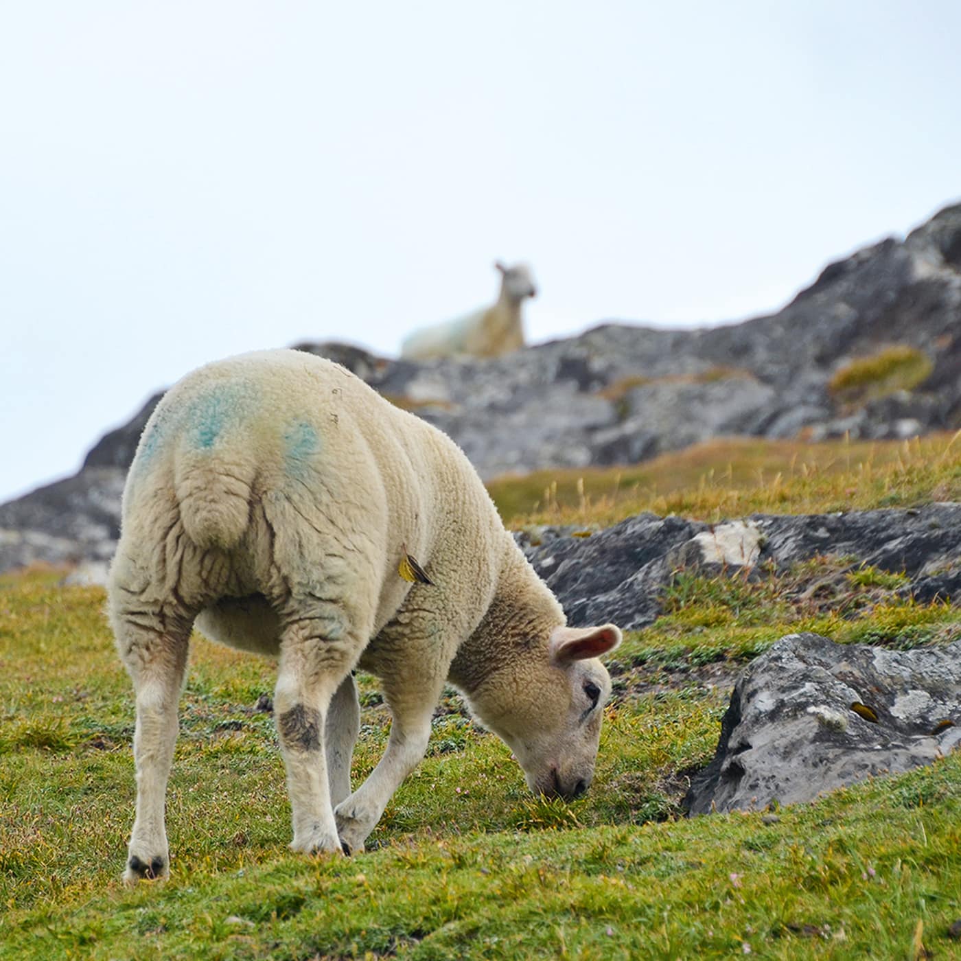 Naturzeit-Reisetipps für Familien: Irland mit Kindern // HIMBEER