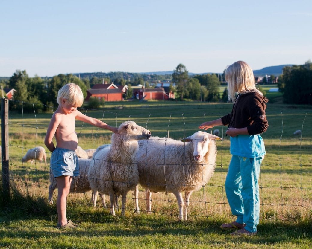 Schweden Schafe Kinder Fjordkind // HIMBEER