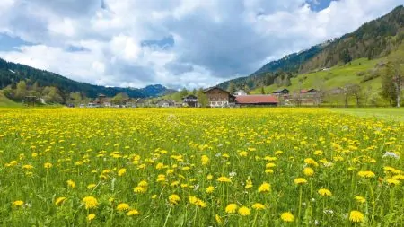 Gunzesried Tal Wiese Berge // HIMBEER