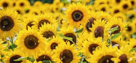 Sonnenblumen Gaertnerjahrfest // HIMBEER