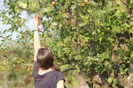 Apfel ernten Mundraub // HIMBEER