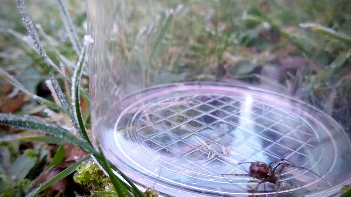 Spinnenaktionstag Spinne im Glas // HIMBEER