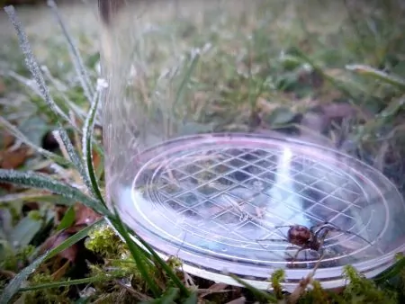 Spinnenaktionstag Spinne im Glas // HIMBEER