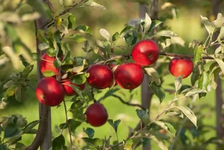 Apfelbaum Apfel Apfelmarkt Bad Feilnbach // HIMBEER