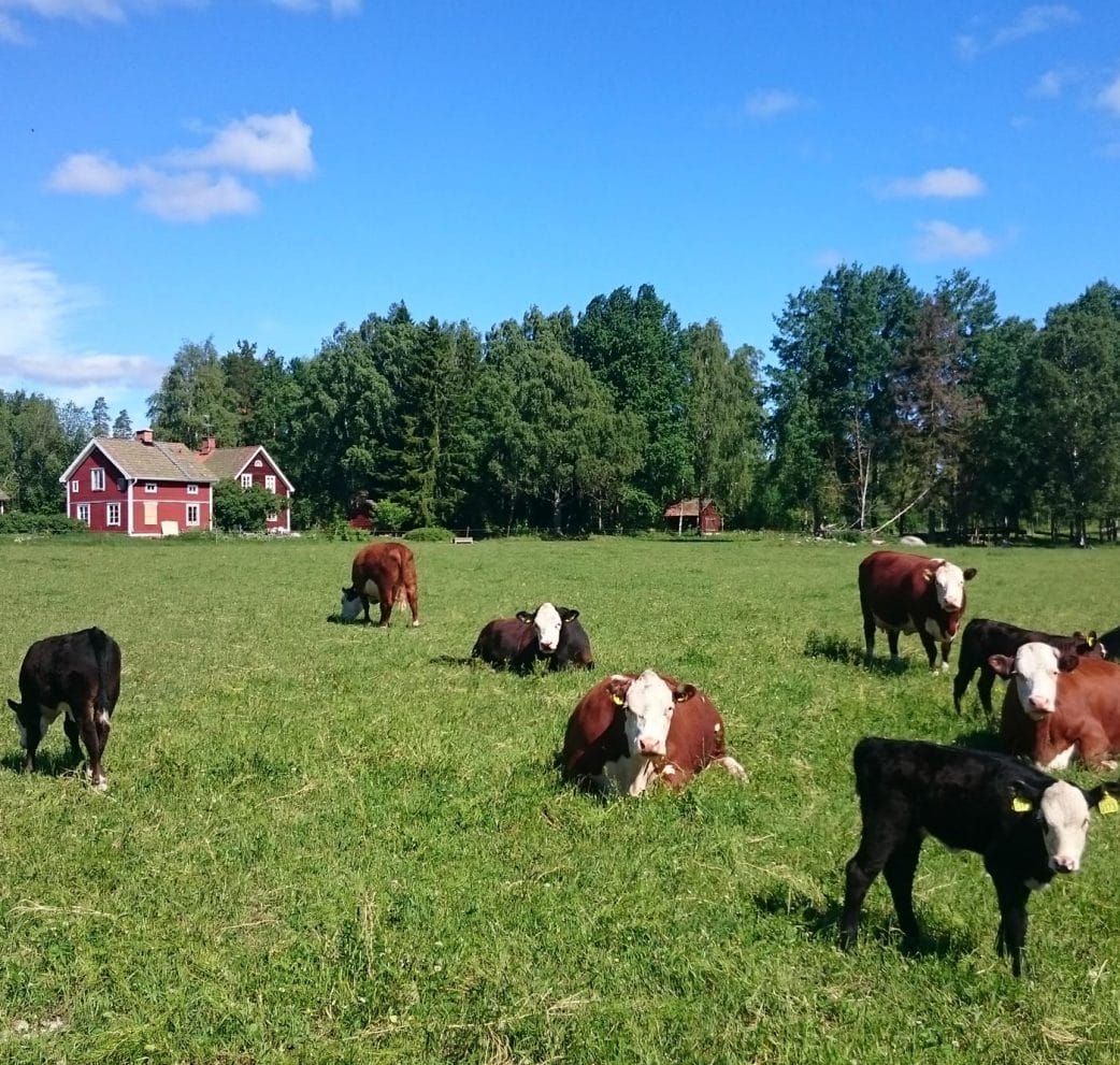 Urlaub mit Kindern in Schweden auf dem Bauernhof // HIMBEER
